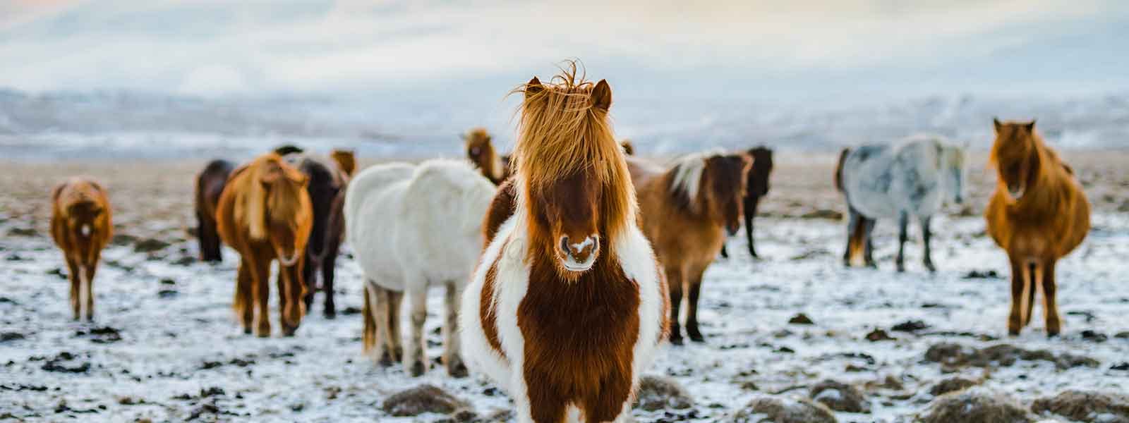 A group of horses standing in a snowy field.