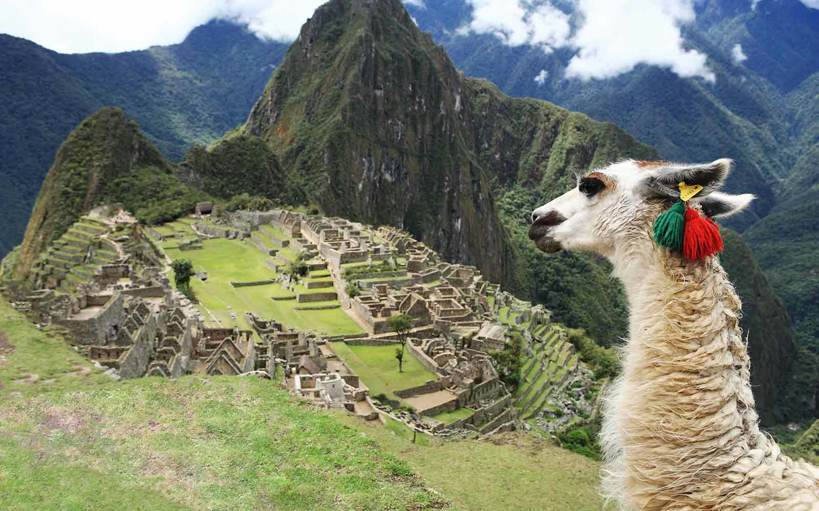 A llama is standing in front of the ruins of machu picchu.