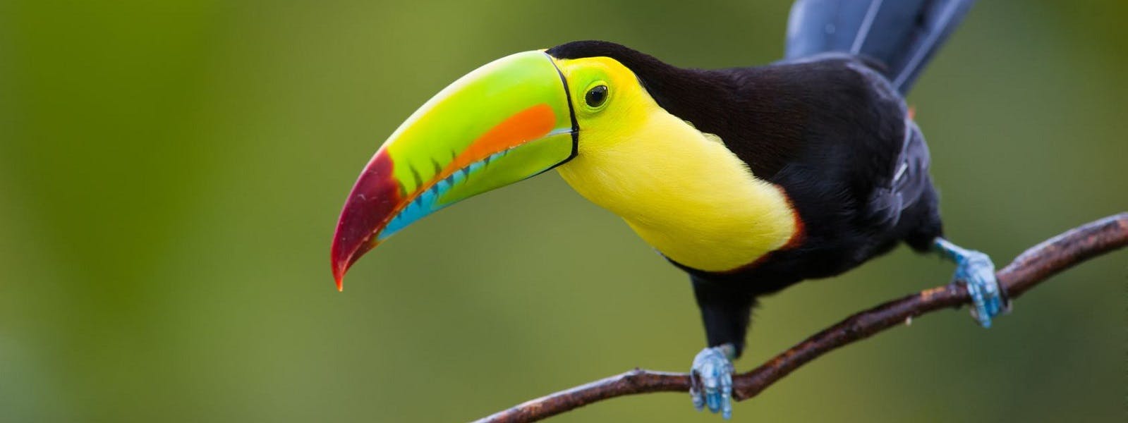 A colorful toucan perched on a branch.