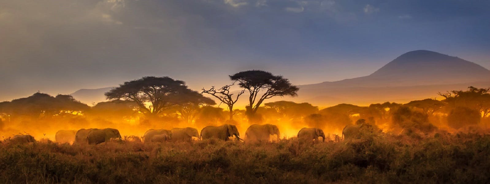 A herd of elephants walking through the grassland at sunset.