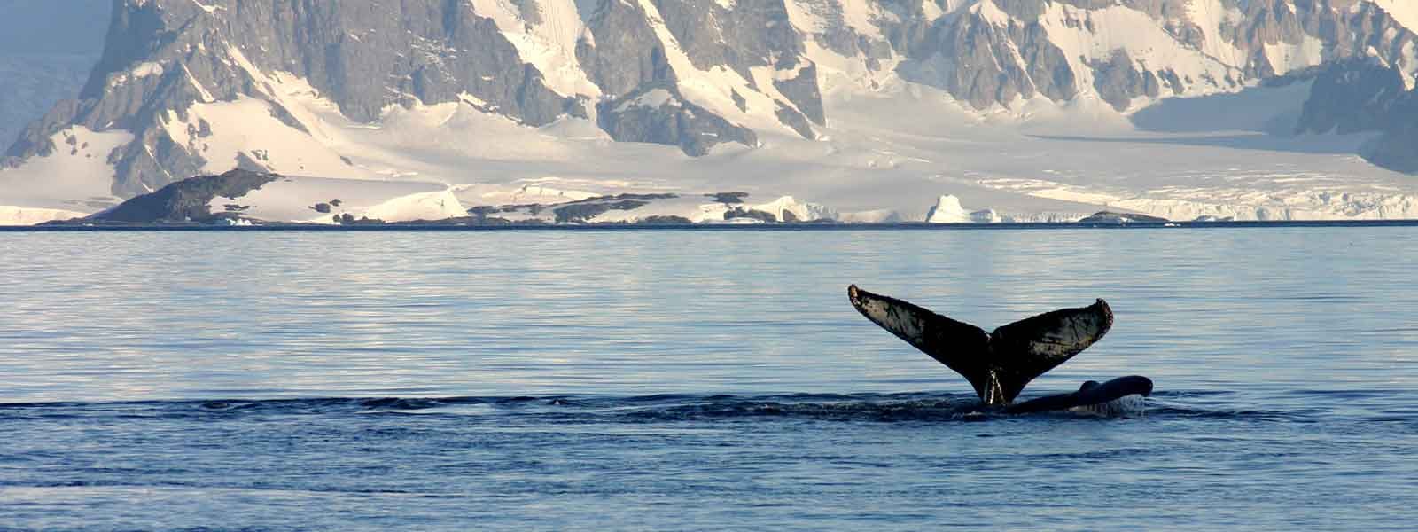 A humpback whale in the water with mountains in the background.