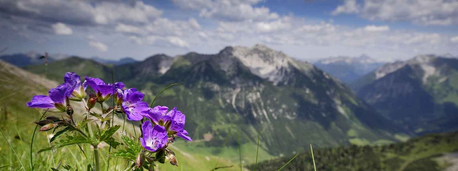 A purple flower is growing on top of a mountain in the alps.