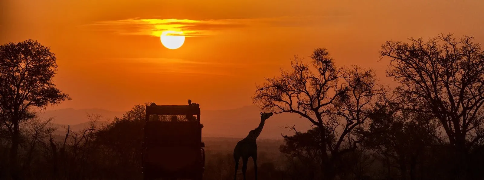A giraffe standing in front of a truck at sunset.