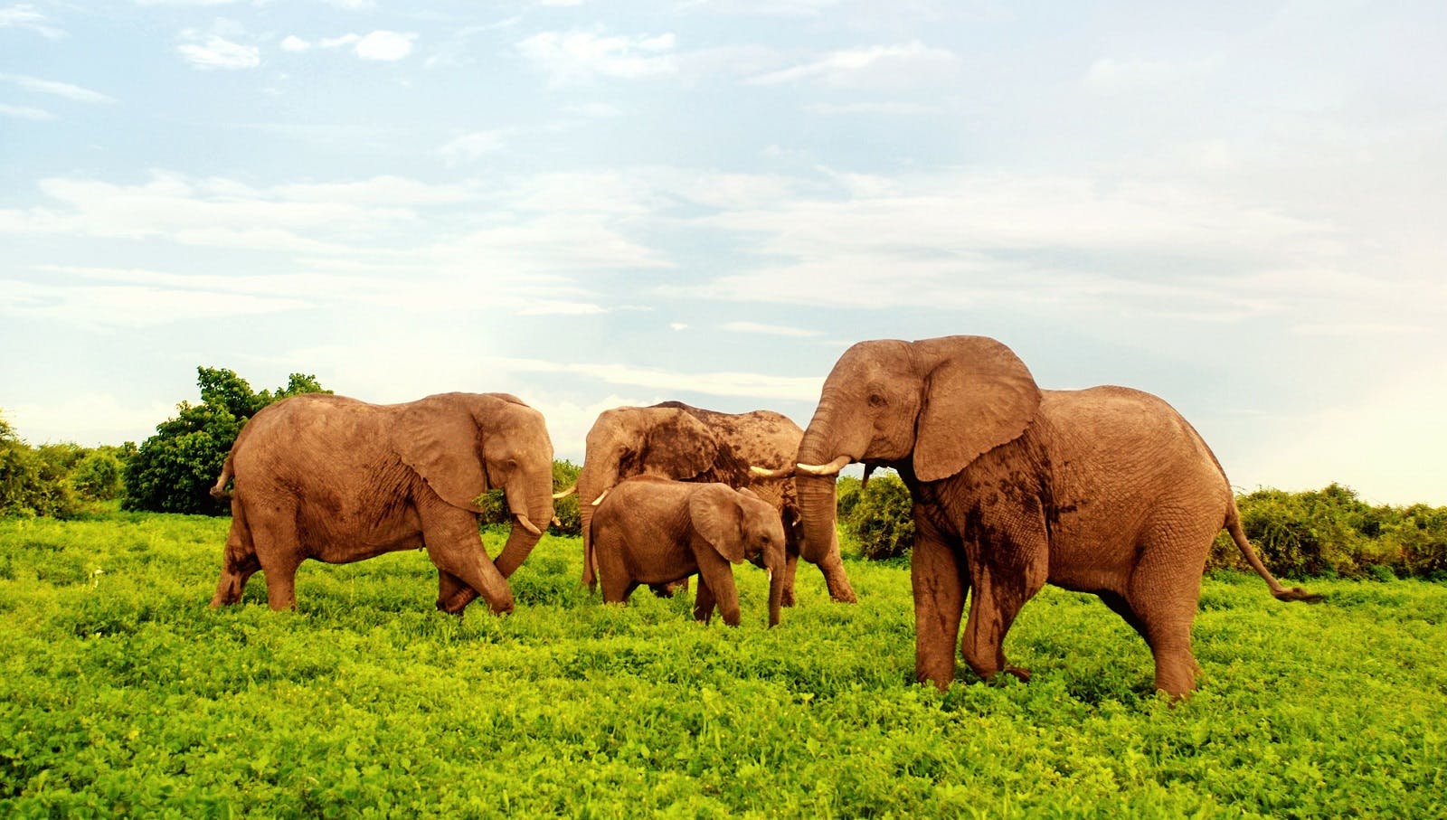 A group of elephants in a grassy field.