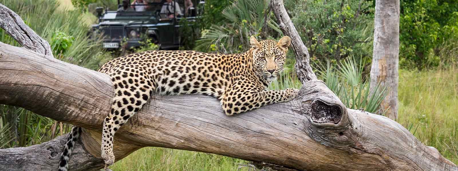 A leopard resting on a tree branch during a wildlife safari.