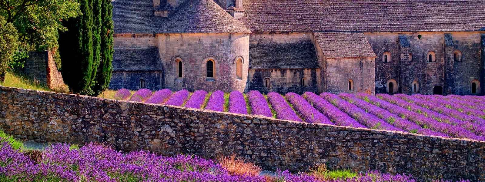 Lavender fields in front of a stone wall.