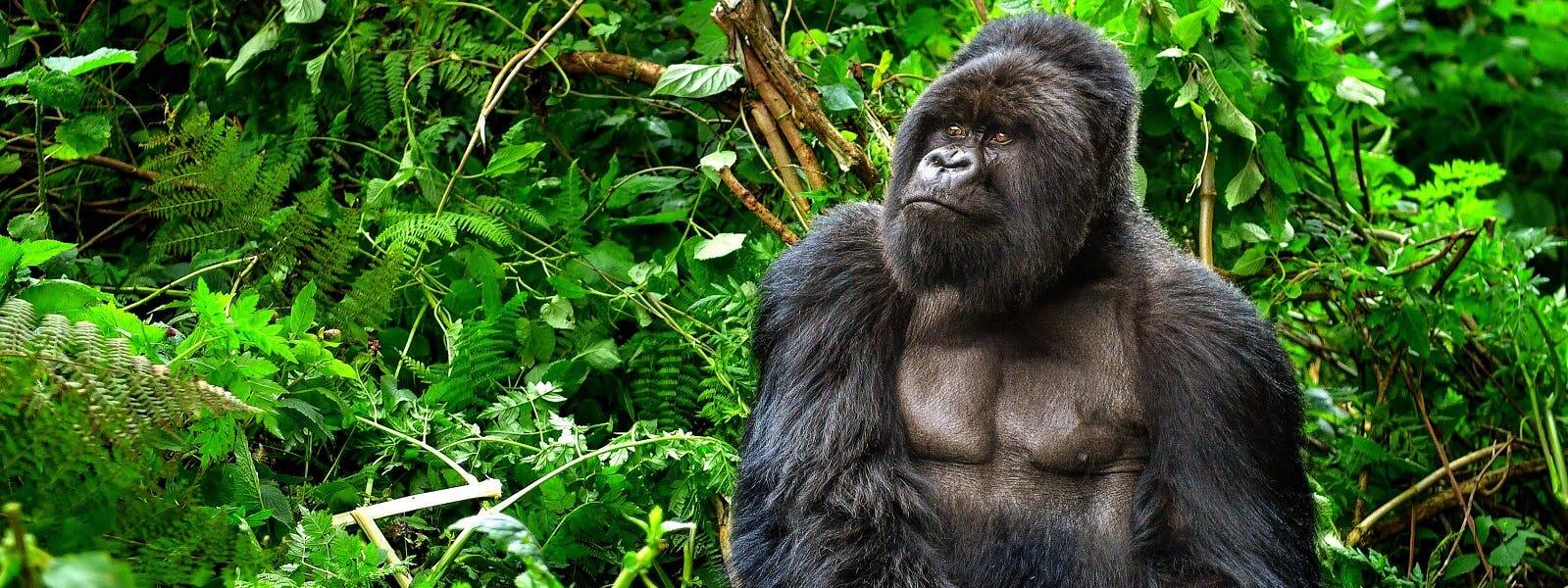 A gorilla is sitting in the middle of the jungle.
